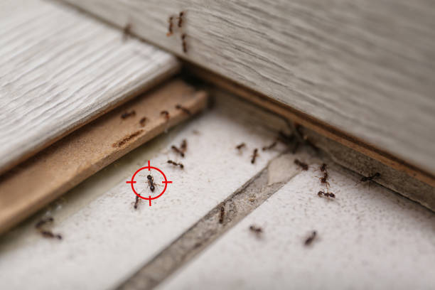 Best Pest Removal Services  in Ocean Bluff Brant Rock, MA