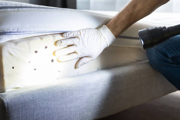 Best Affordable Pest Control Services  in Ocean Bluff Brant Rock, MA